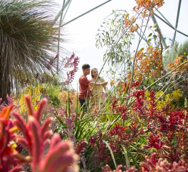Couple looking at plants in Med Biome